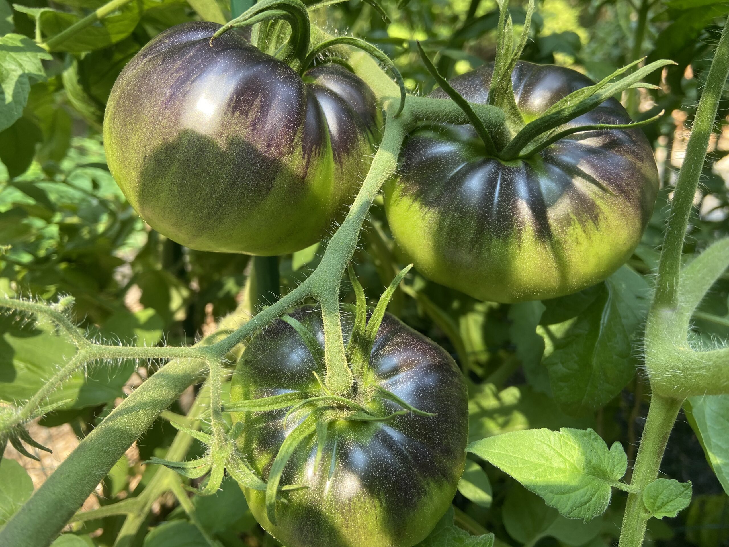 green tomatoes