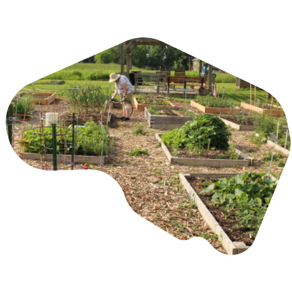 A person gardening at the Library Farm