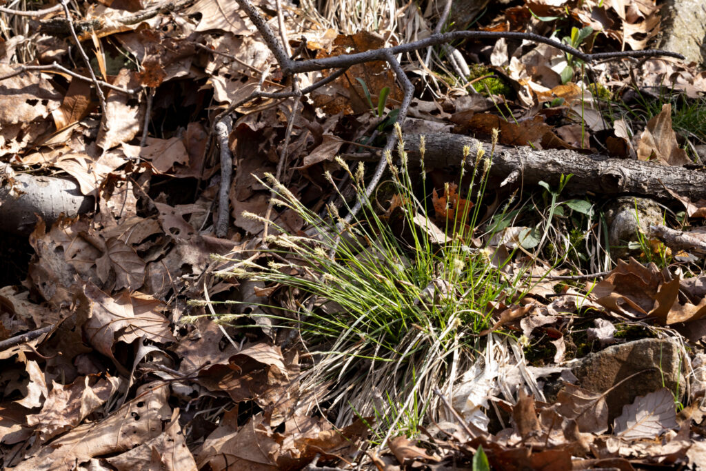 Blue Ridge sedge (Carex communis)
