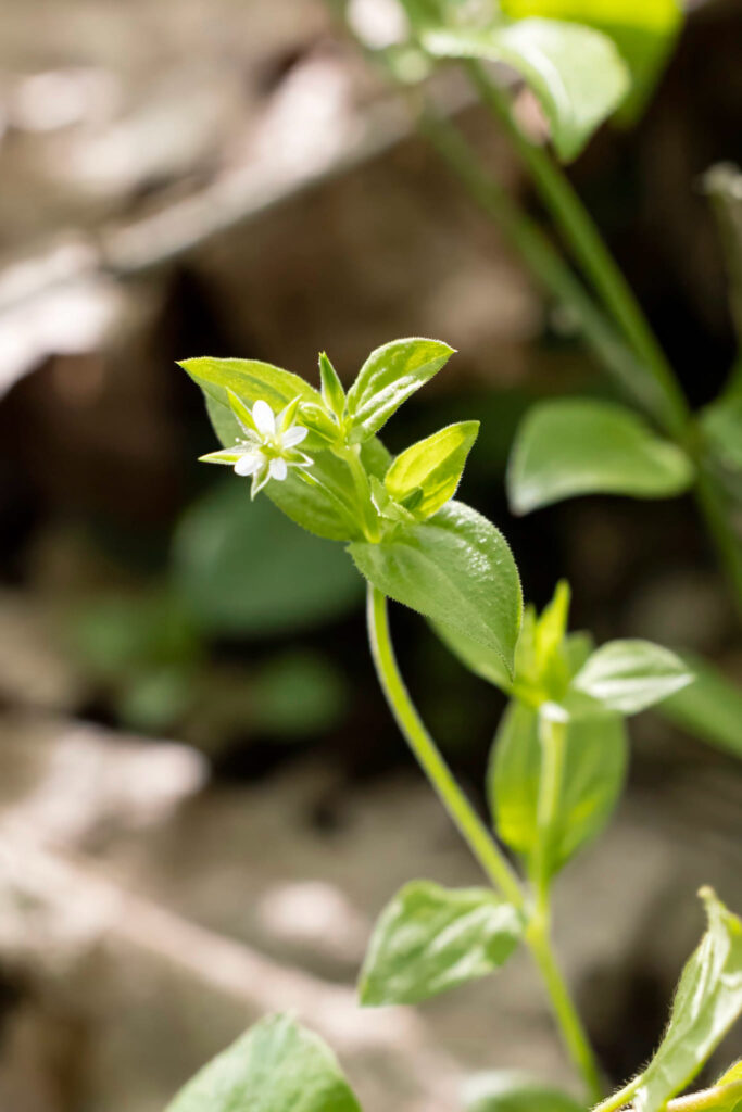 A Three-Nerved Sandwort plant, with a delicate white flower and large green leaves