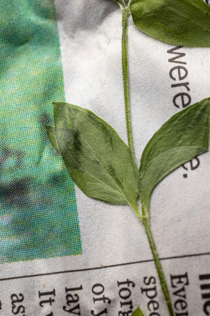 leaves of the Three-Nerved Sandword specimen after collection