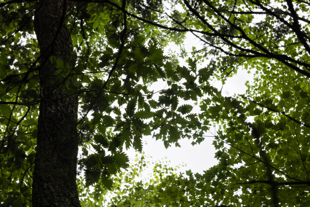 Quercus x saulii